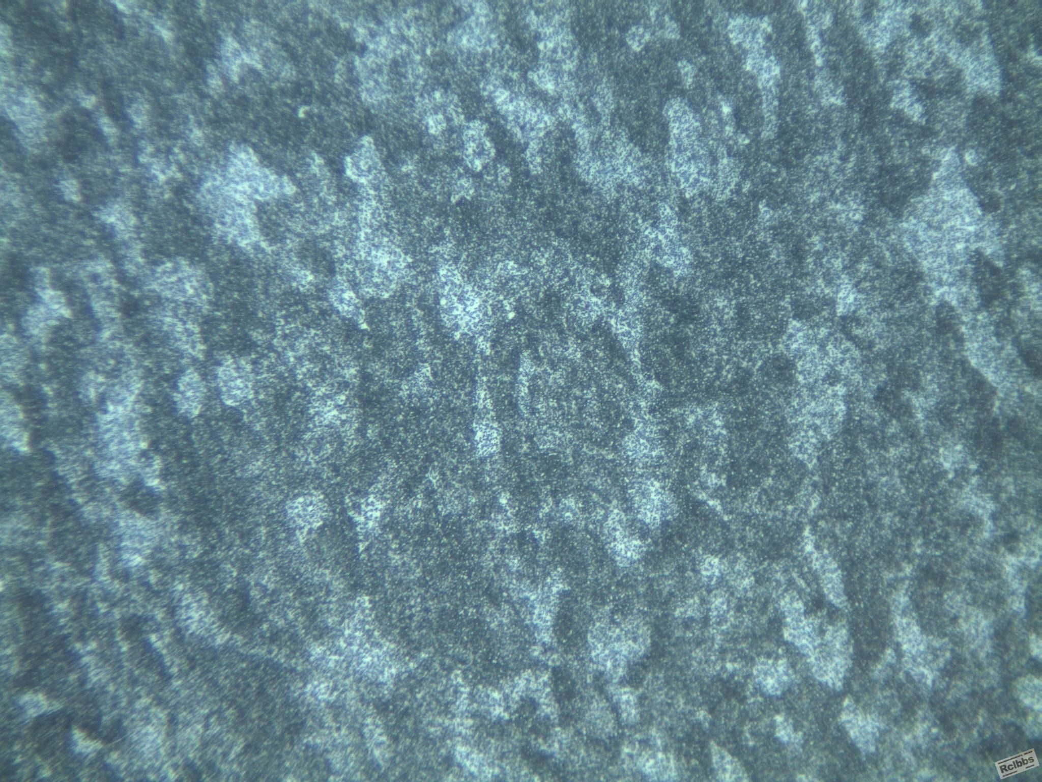 400X4.jpg