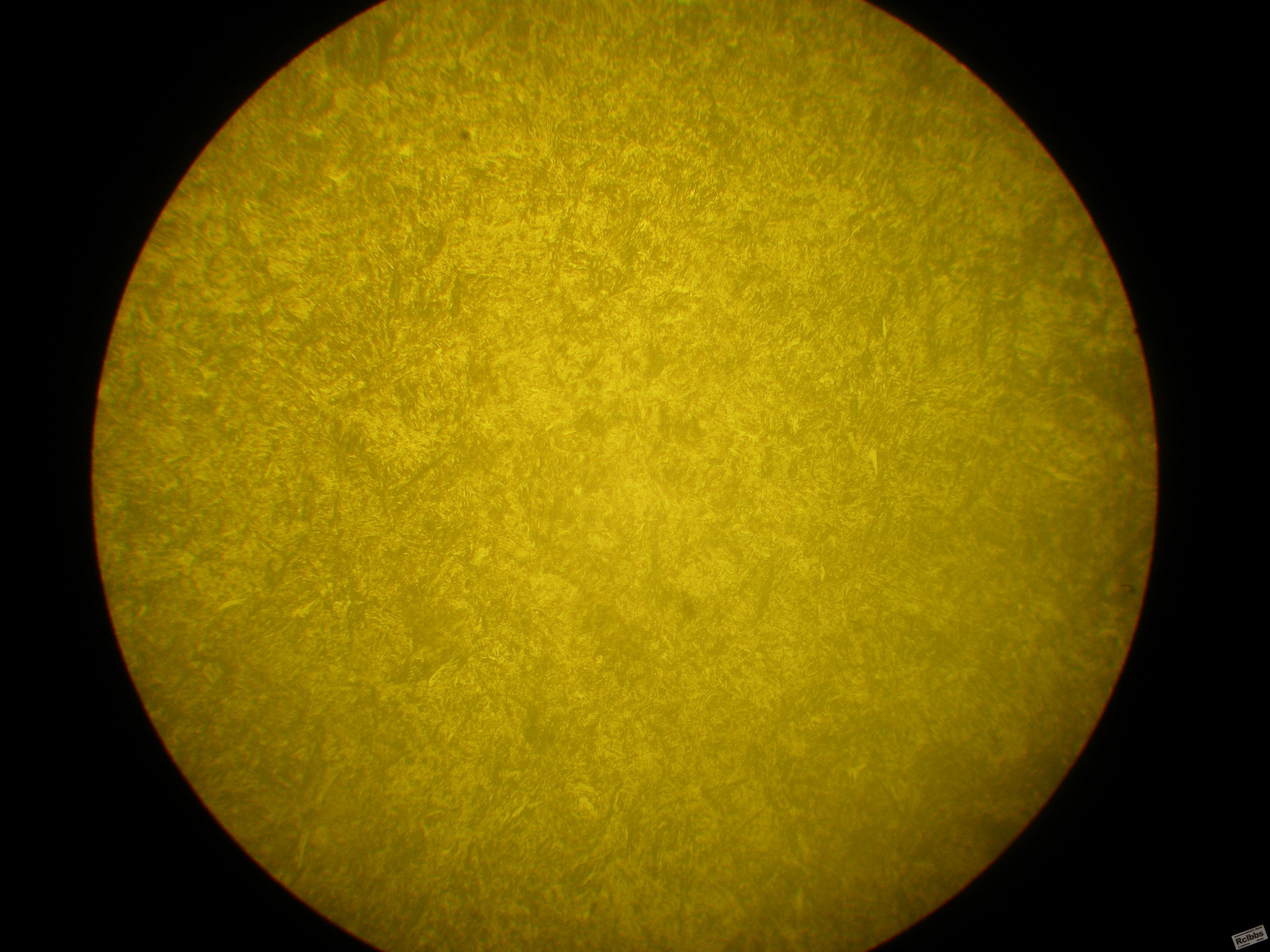 P1010003.JPG