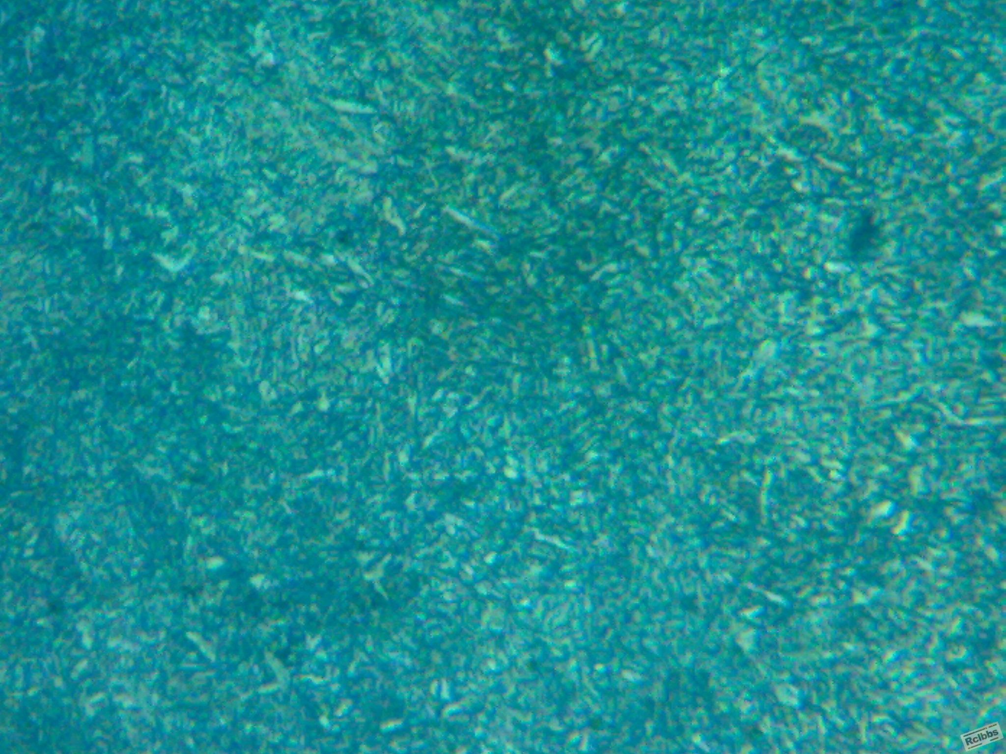 030620111296.jpg