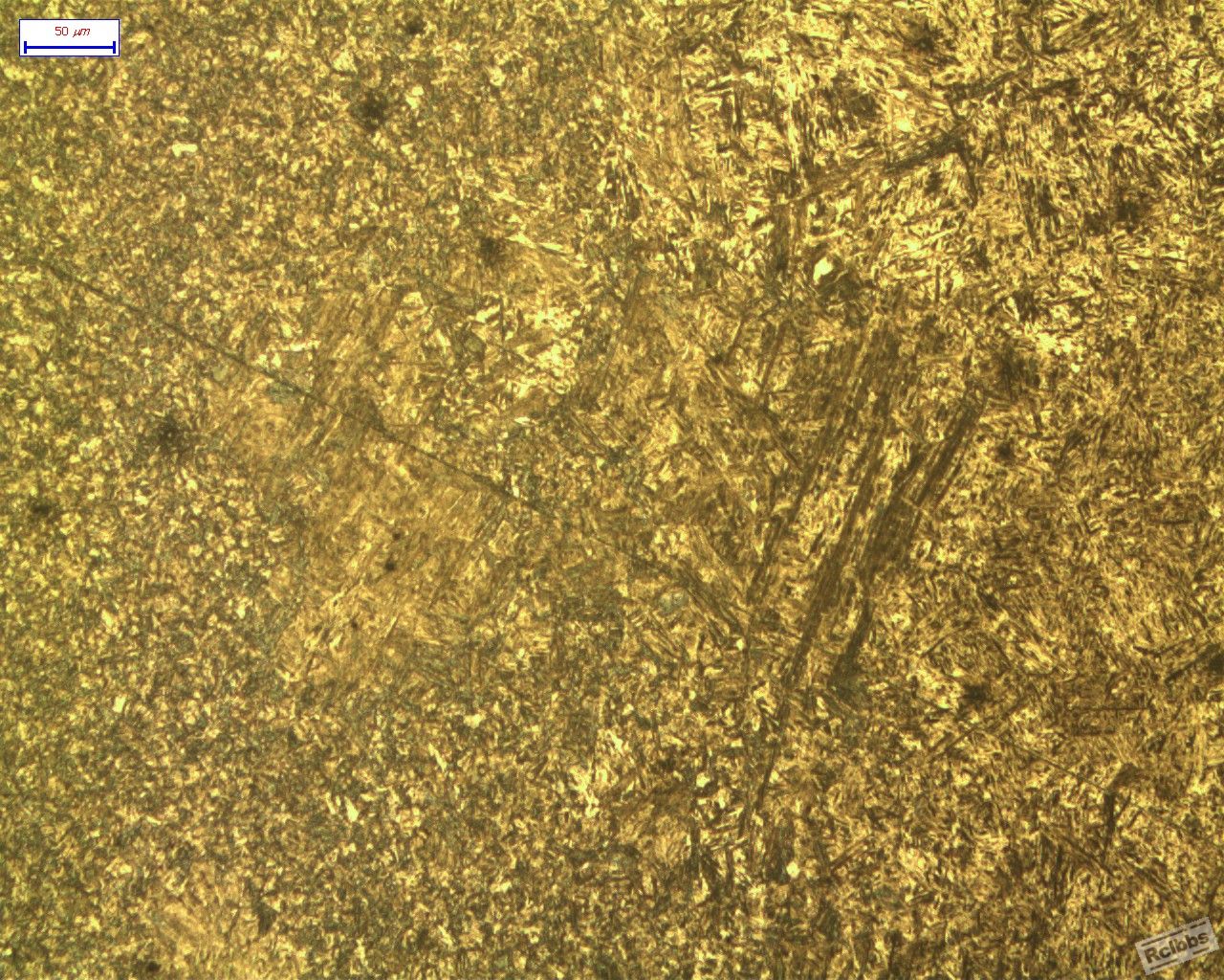 CF1-1_RVI_200X_1.jpg