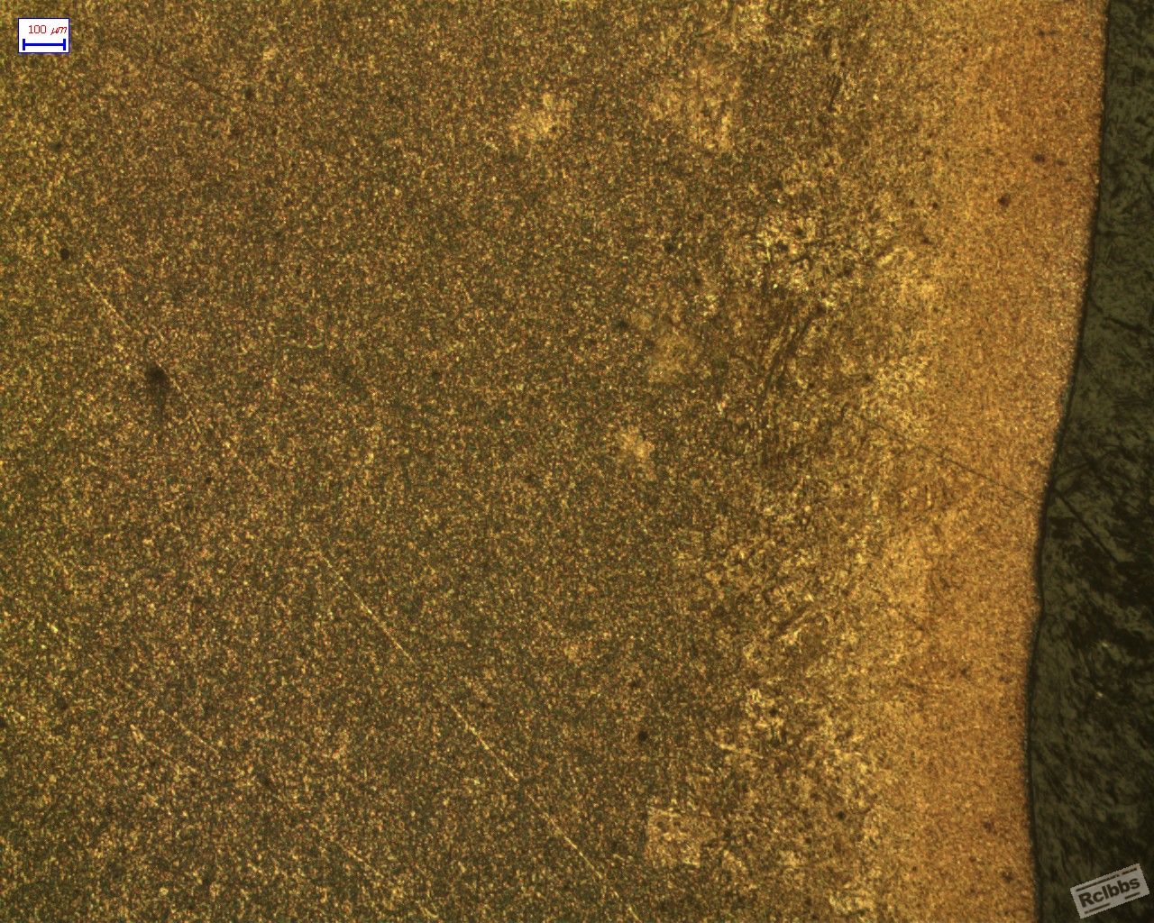 CF1-1_RVI_50X_1.jpg