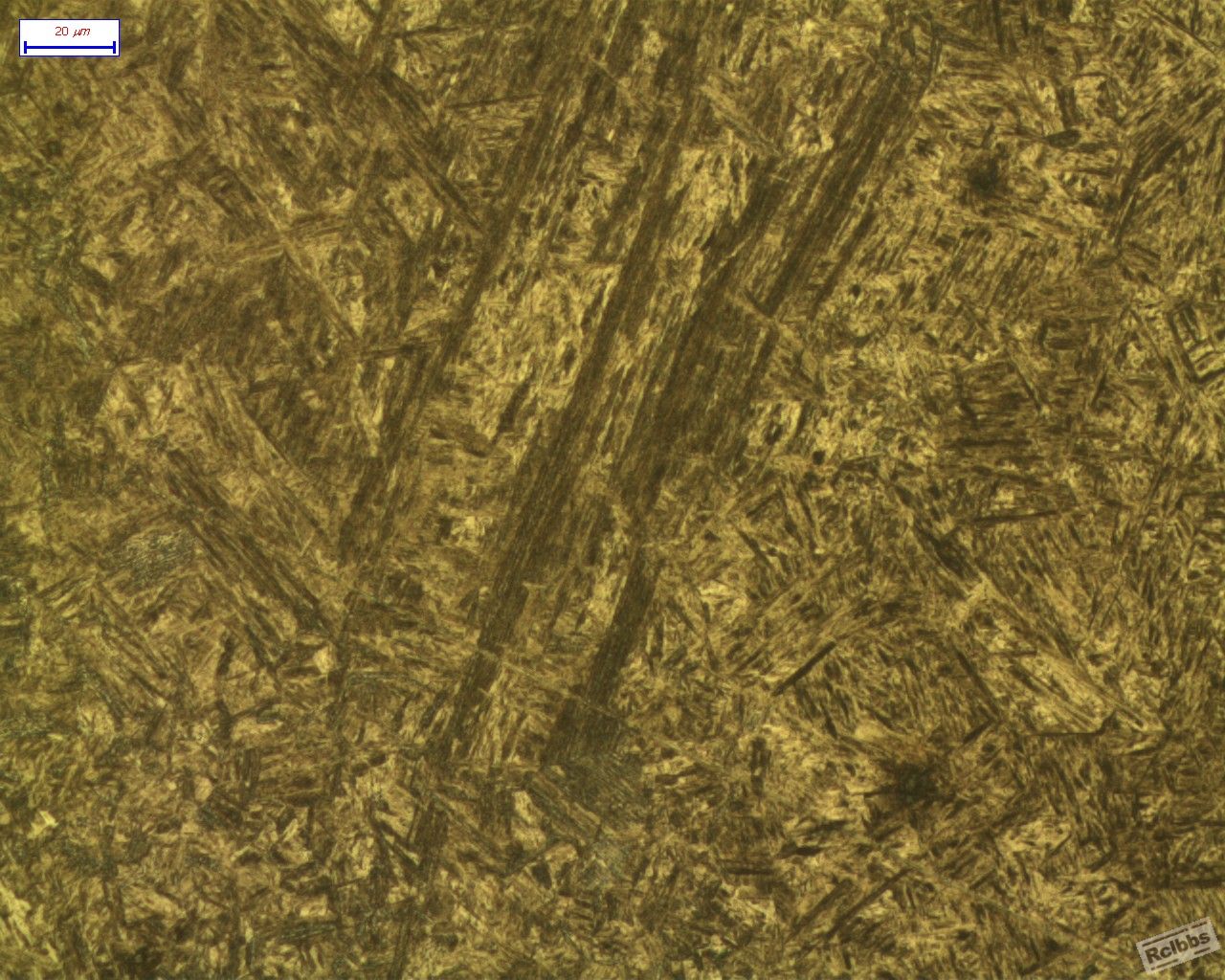 CF1-1_RVI_500X_XINBU_1.jpg